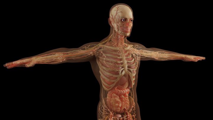 Descubren una nueva parte del cuerpo oculta en los pulmones