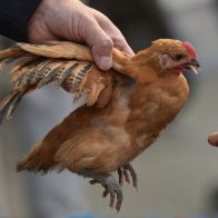 China confirma el primer contagio humano de la cepa H3N8 de la gripe aviar
