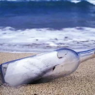 Náufragos son rescatados en Brasil gracias a una nota enviada en una botella