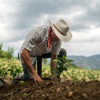 En el día del café, Gobierno exonerará el pago de deuda de 397 millones del sector cafetalero