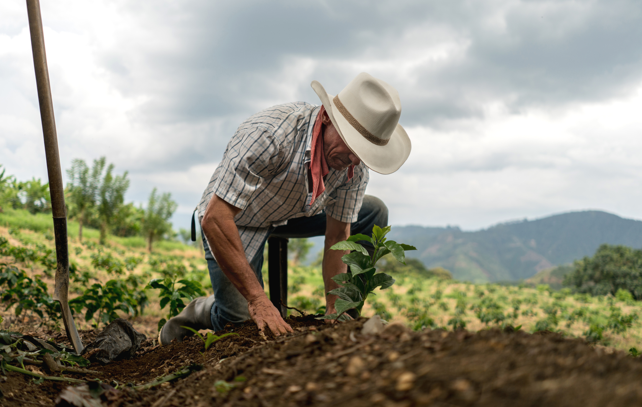 En el día del café, Gobierno exonerará el pago de deuda de 397 millones del sector cafetalero