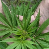 Hijo del presidente de Nicaragua propone discutir legalización del cannabis