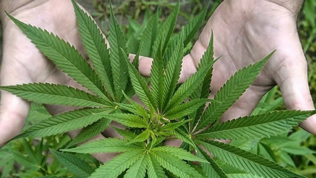 Hijo del presidente de Nicaragua propone discutir legalización del cannabis