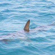 Adolescente es hospitalizado tras ser mordido por un tiburón en Florida