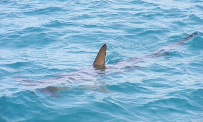 Adolescente es hospitalizado tras ser mordido por un tiburón en Florida