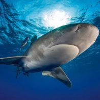 Organizaciones piden a Costa Rica proteger la especie tiburón