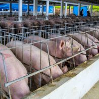 IICA apoya acciones de Haití, RD y EEUU para erradicar la peste porcina