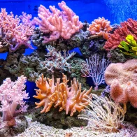 Unesco lanza plan para mejorar resistencia de los arrecifes de coral