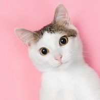 ¿Cómo así? Australia prohibirá que gatos domésticos caminen libremente por la calle