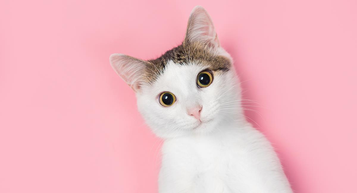 ¿Cómo así? Australia prohibirá que gatos domésticos caminen libremente por la calle