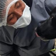 Un perro salva a su dueña de ser víctima de feminicidio en Bolivia