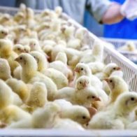 Caída de energía eléctrica provoca la muerte de unos 30.000 pollos en Brasil