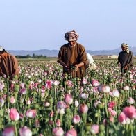 cultivo de opio