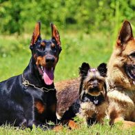 Investigación revela raza de perros no determina su comportamiento
