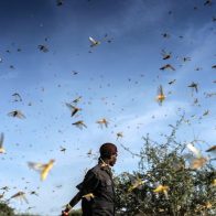 ¿Querías que el 2022 te sorprendiera? Enjambres de langostas del desierto invaden Etiopía