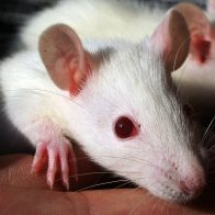 Bautizan dos nuevas especies de ratones con nombres de campeones olímpicos en Ecuador