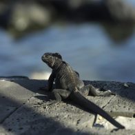 Más la quinta parte de los reptiles están en peligro, revela estudio