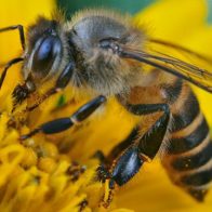 20 de mayo: Día Mundial de las Abejas