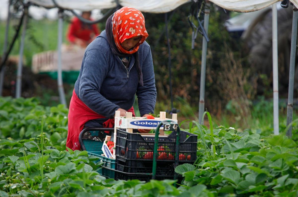 Se dispara presencia de pesticidas tóxicos en fruta europea según ecologistas