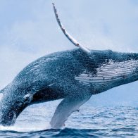 Una ballena aplasta un yate de turistas en las costas de México