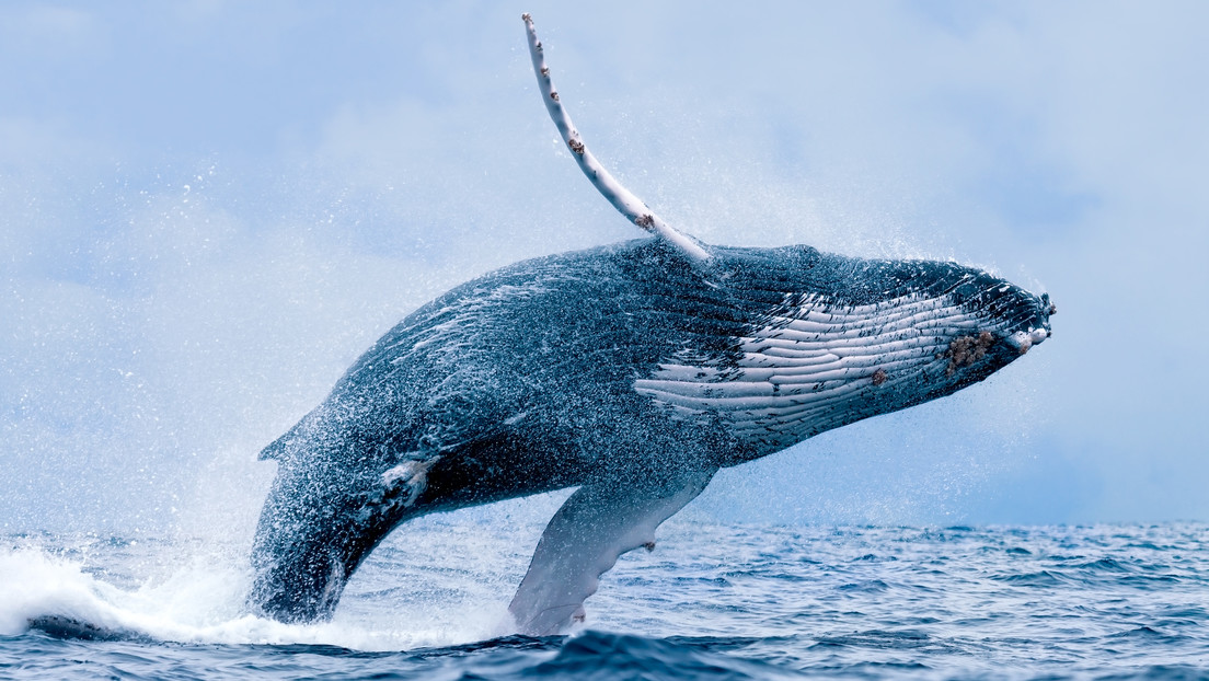 Una ballena aplasta un yate de turistas en las costas de México