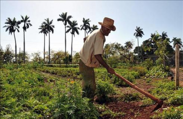 Agricultor en República Dominicana