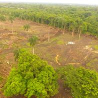 Someten a la Justicia a empresa por presuntamente deforestar área protegida