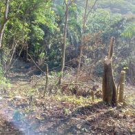 Hombre deberá pagar RD$50 mil como medida de coerción por talar árboles en Maimón