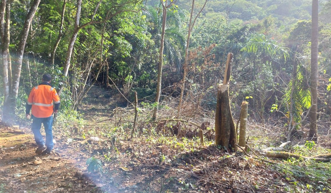 Hombre deberá pagar RD$50 mil como medida de coerción por talar árboles en Maimón