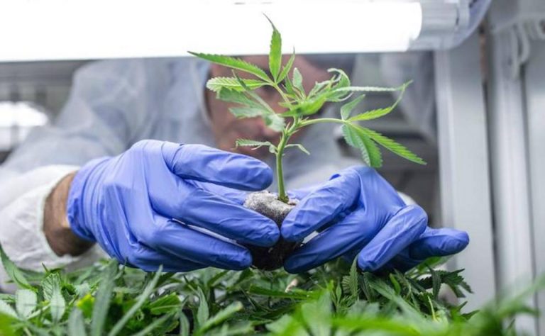 Marihuana | Noticias de hoy en De Último Minuto