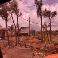 Autoridades investigan director del Distrito Palmarejo por el corte de cientos de árboles de caoba