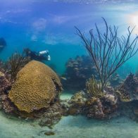 Reforzarán la conservación de los arrecifes coralinos en el país