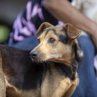 Imponen multa y presentación periódica a hombre que mató un perro e hirió otro