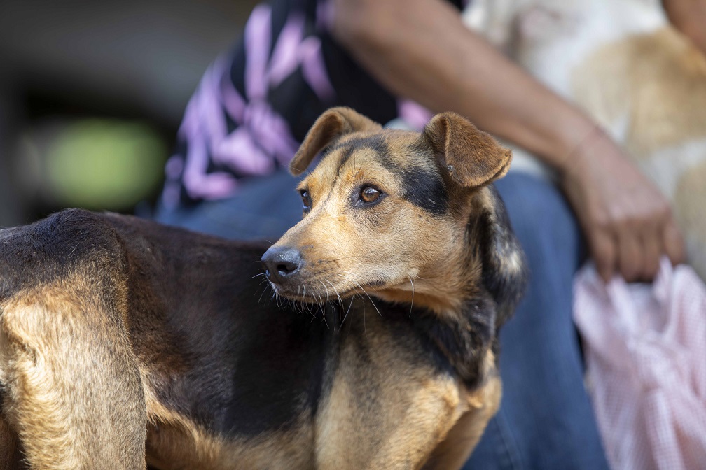 Imponen multa y presentación periódica a hombre que mató un perro e hirió otro