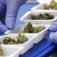 Miami permitirá abrir su primer dispensario de marihuana medicinal