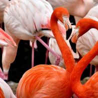 Un zorro salvaje mata a 25 flamencos y un pato en el Zoo de Washington