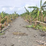 Agricultura va en auxilio de productores afectados por tornado