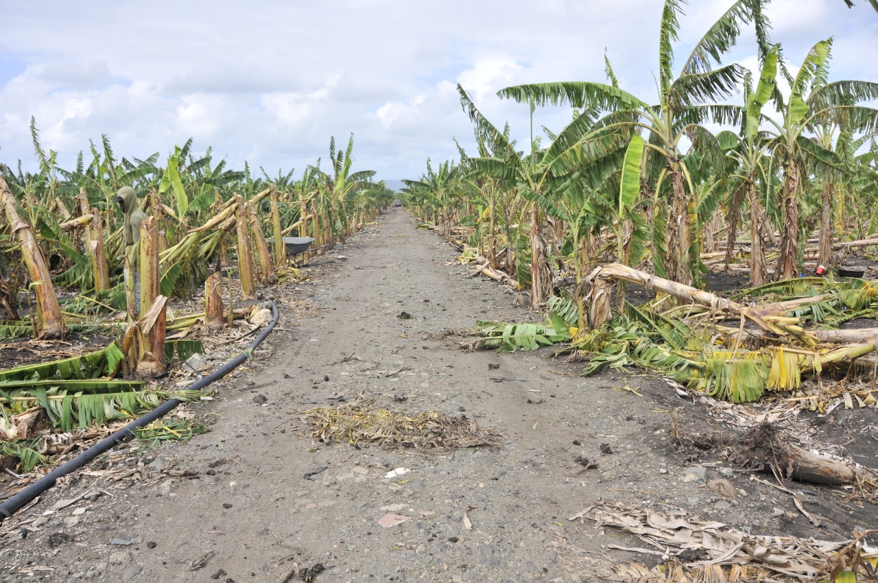 Agricultura va en auxilio de productores afectados por tornado