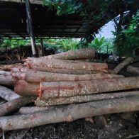 MP ocupa más de 200 trocos de caoba talada por director del Distrito Palmarejo