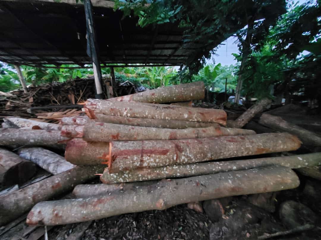 MP ocupa más de 200 trocos de caoba talada por director del Distrito Palmarejo
