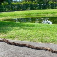 Capturan pitón de 18 pies, la más grande hallada hasta ahora en Florida