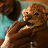 los famélicos leones
