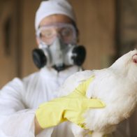 73% de los animales sacrificados en EEUU por brote de gripe aviar fueron "horneados vivos"