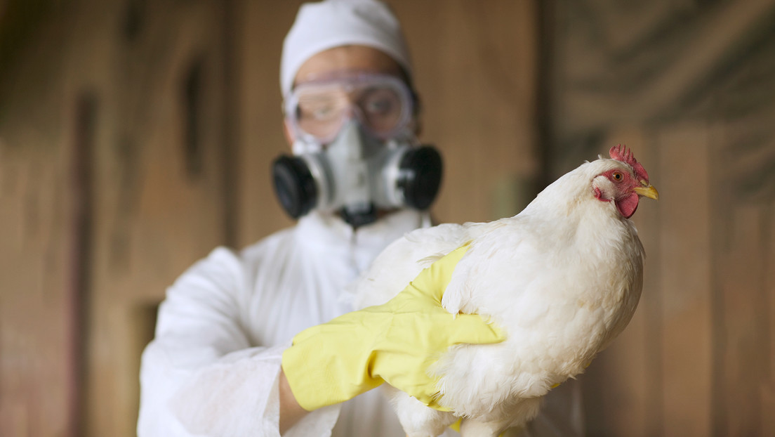 73% de los animales sacrificados en EEUU por brote de gripe aviar fueron "horneados vivos"