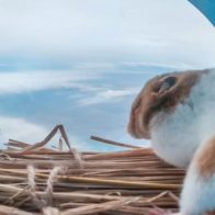 Un hámster sobrevive a un viaje a la estratosfera en un globo volador japonés