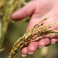 Rusia restringe temporalmente las exportaciones de arroz y aminoácidos forrajeros