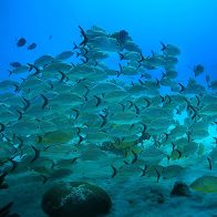 RD y Colombia firmarán acuerdo para la investigación marina