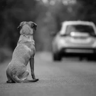 Arrestan a hombre en EEUU por atar patas y hocico de su perro y abandonarlo