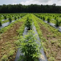 Un tribunal autoriza por primera vez el cultivo de marihuana en Brasil