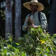 Agricultura aplicará en julio veda a cultivos hospederos de mosca blanca